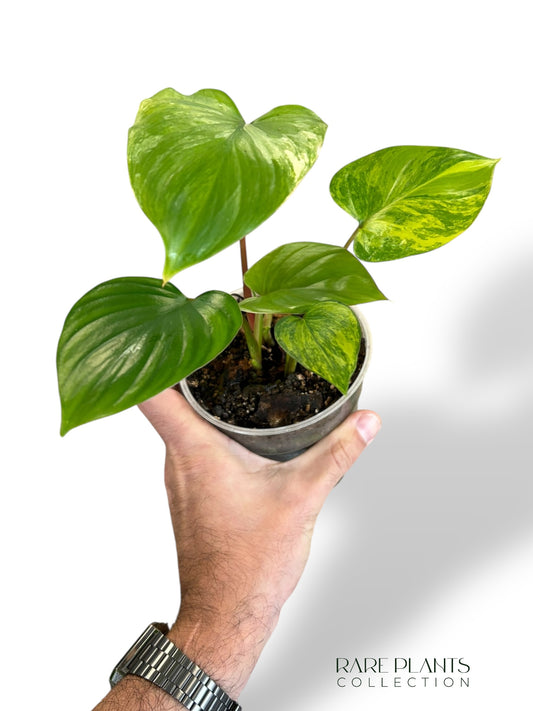 Homalomena Rubescens Aurea rpc rare plants collection marcelarium
