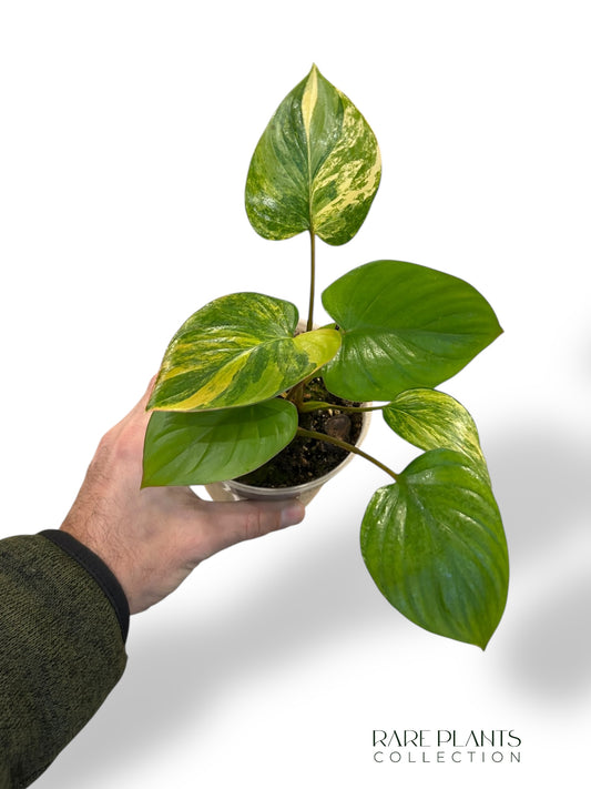 Homalomena Rubescens Aurea rpc rare plants collection marcelarium