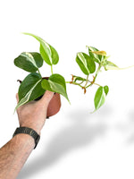 Philodendron Rio rare plants collection marcelarium