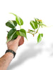 Philodendron Rio rare plants collection marcelarium
