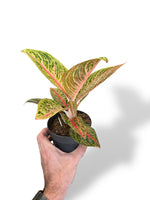 Aglaonema Romance Red rare plants collection rpc marcelarium