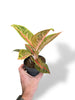 Aglaonema Romance Red rare plants collection rpc marcelarium