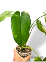 Syngonium Chiapense Variegata N.2