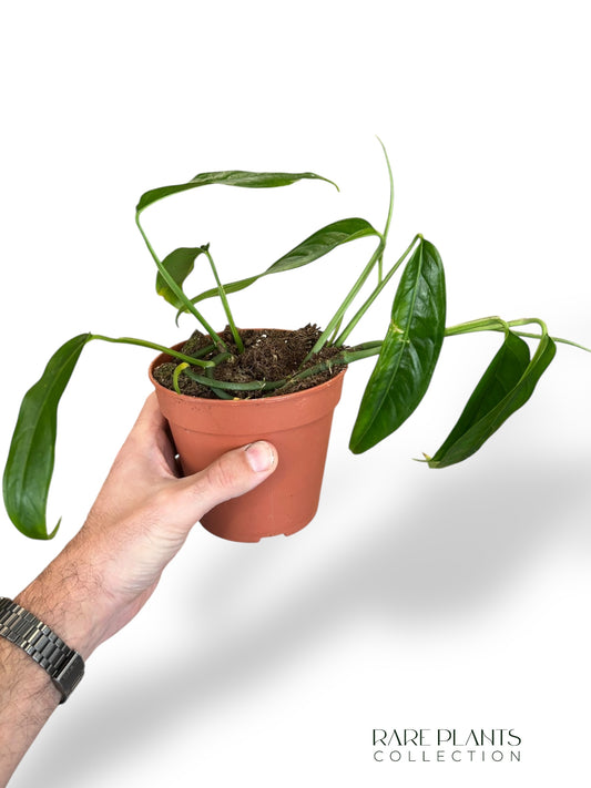 Monstera Obliqua Yasuni rpc rare plants collection marcelarium