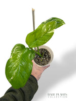 Monstera Lechleriana Variegata