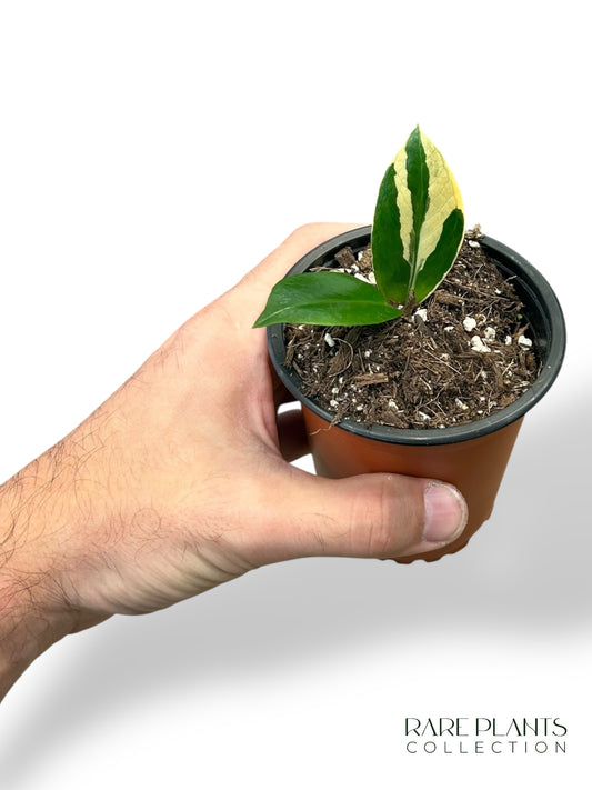 ZZ Variegata Baby N.2