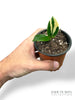 ZZ Variegata Baby N.2