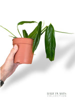 Monstera Obliqua Yasuni rpc rare plants collection marcelarium