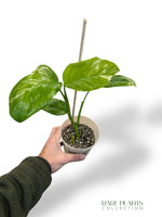 Monstera Lechleriana Variegata