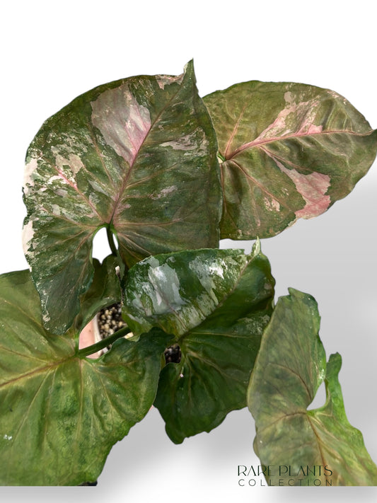 Syngonium Strawberry Ice Galaxy