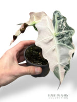 Alocasia Polly Variegata