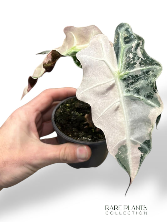 Alocasia Polly Variegata