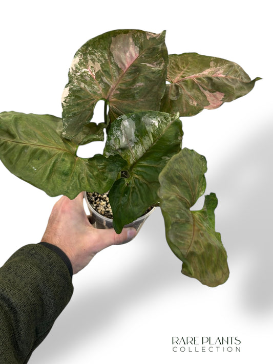 Syngonium Strawberry Ice Galaxy