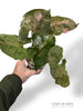 Syngonium Strawberry Ice Galaxy