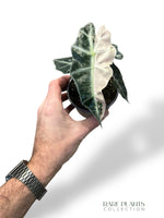 Alocasia Polly Variegata