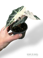 Alocasia Polly Variegata