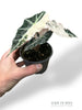 Alocasia Polly Variegata