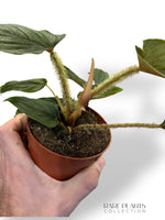 Philodendron Serpens