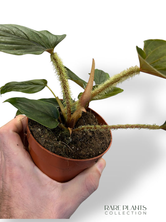 Philodendron Serpens