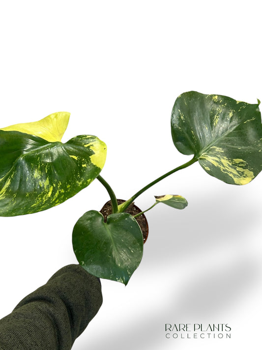 Monstera Aurea Yellow Marylin (N.3)