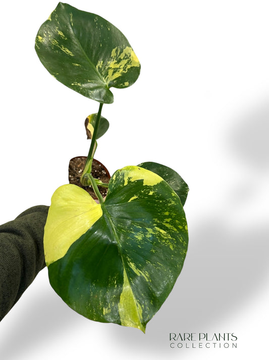 Monstera Aurea Yellow Marylin (N.3)