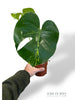 Monstera Aurea Yellow Marylin (N.2)