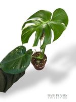 Monstera Aurea Yellow Marylin (N.2)