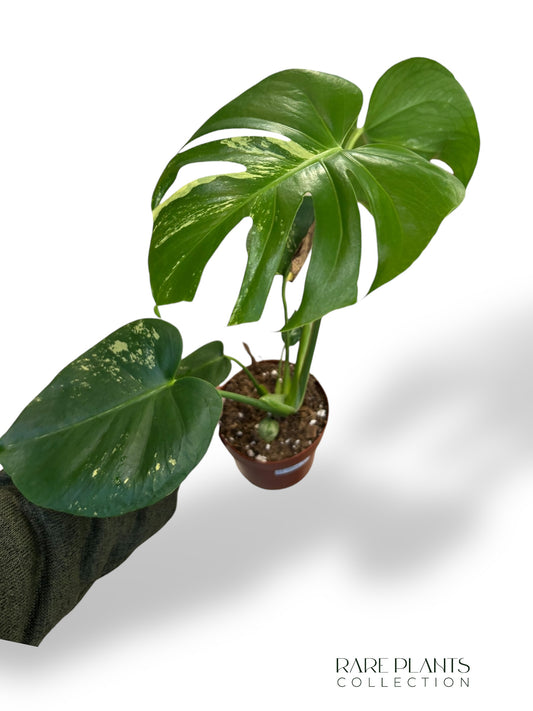 Monstera Aurea Yellow Marylin (N.2)