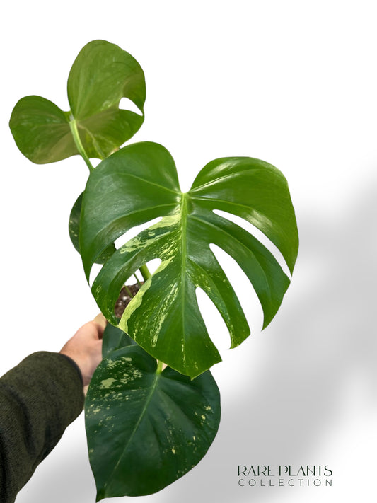 Monstera Aurea Yellow Marylin (N.2)