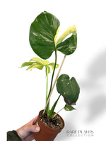 Monstera Aurea Yellow Marylin