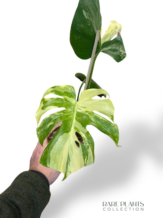 Monstera Aurea Yellow Marylin