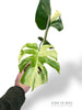 Monstera Aurea Yellow Marylin