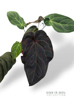 Anthurium DocBlock ® Dark and Handsome x Red Velvet Cake