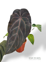 Anthurium DocBlock ® Dark and Handsome x Red Velvet Cake