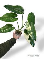 Syngonium Chiapense Variegata