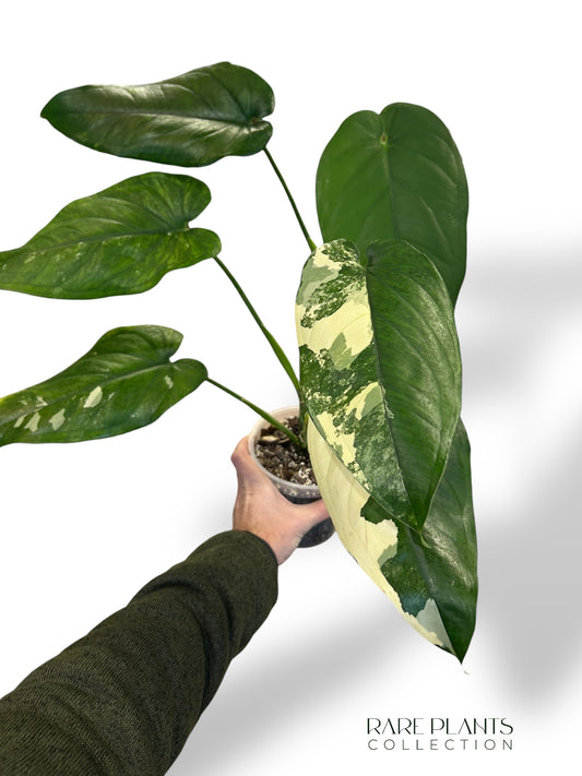 Syngonium Chiapense Variegata