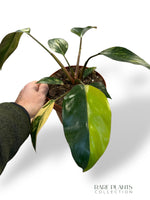 Philodendron Red Congo Variegata (N.2)