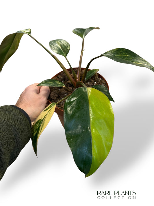 Philodendron Red Congo Variegata (N.2)