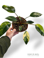 Philodendron Red Congo Variegata (N.2)