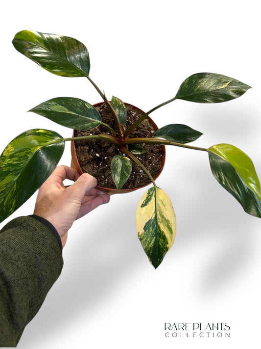 Philodendron Red Congo Variegata (N.2)