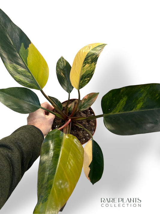 Philodendron Red Congo Variegata