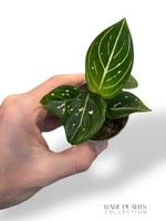 Aglaonema Tom's Pride