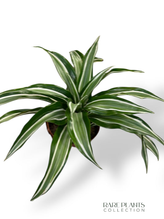 Dracaena Kanzi