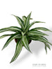 Dracaena Kanzi