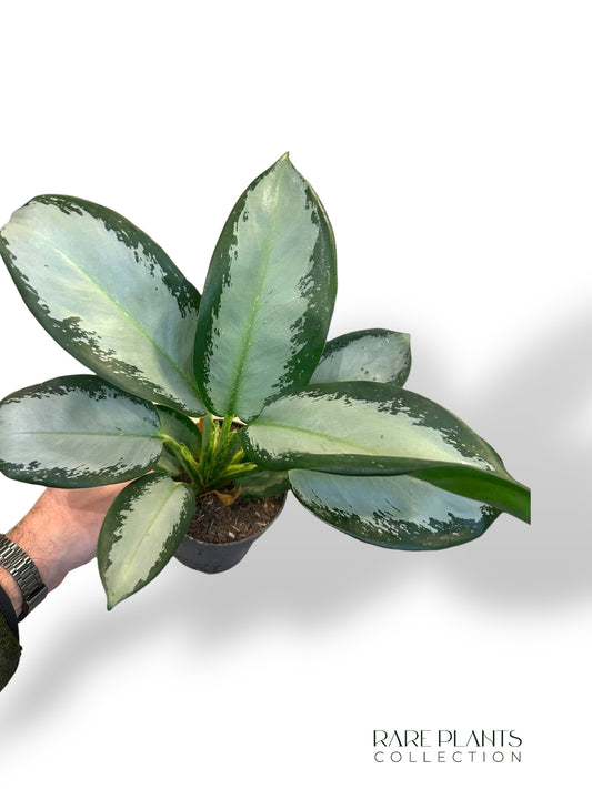 Aglaonema Silver Blue