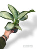 Aglaonema Silver Blue