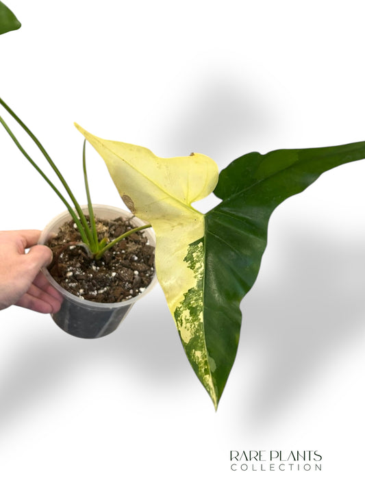 Philodendron Williamsii Variegata