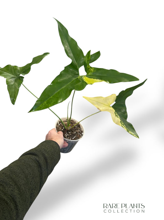 Philodendron Williamsii Variegata