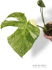 Monstera Platinum