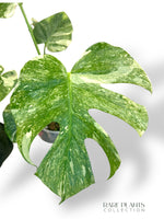 Monstera Platinum